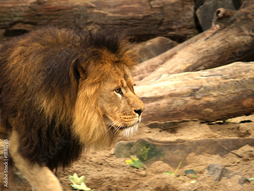 lion