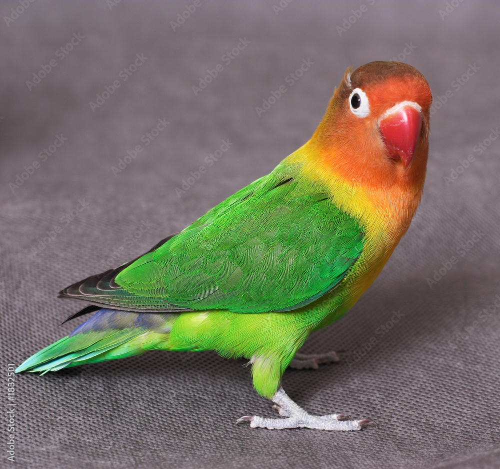 Naklejka premium lovebird