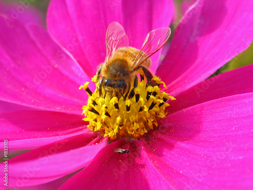 bee gathering nectar © Jeremy Reynolds