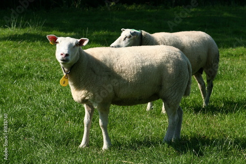 sheep posing © Martijn