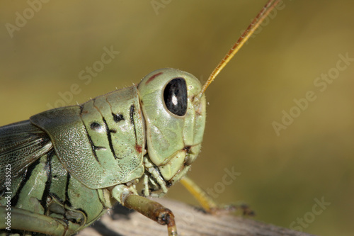 grasshopper close-up © EuToch