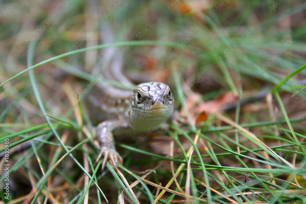 Fototapeta premium lizard