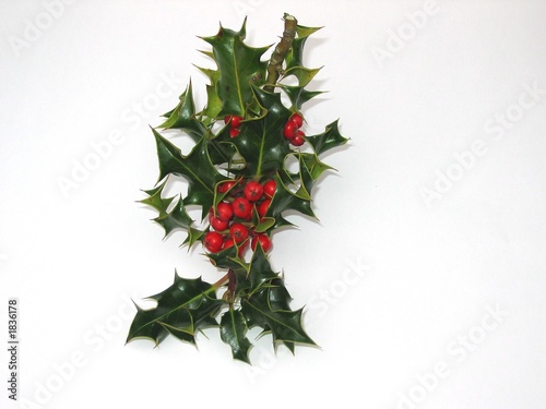 holly sprig