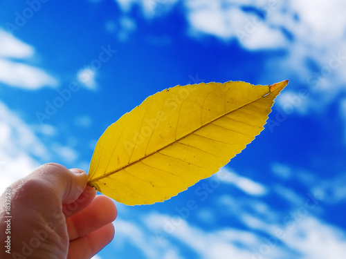 leaf and sky photo