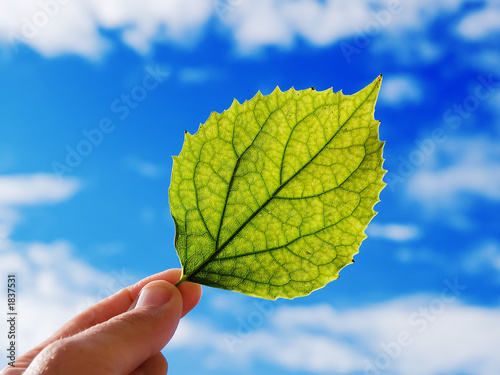 leaf and sky
