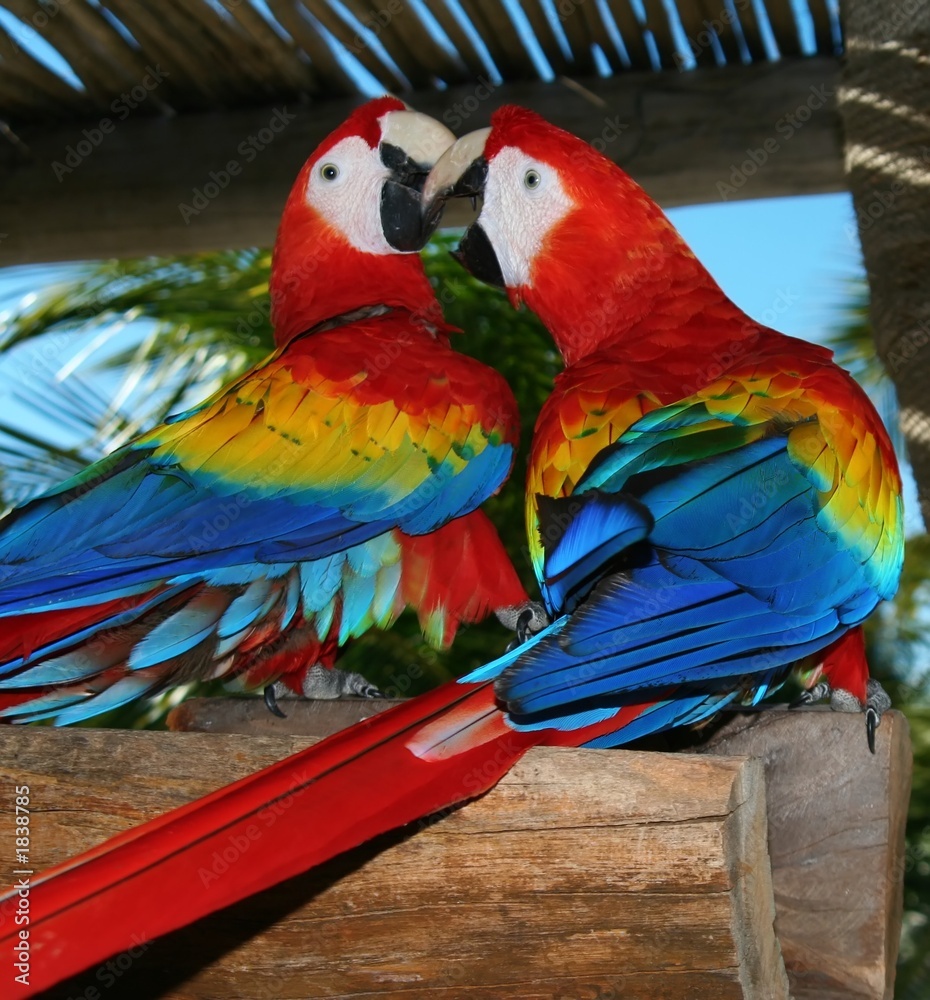 Obraz premium parrots