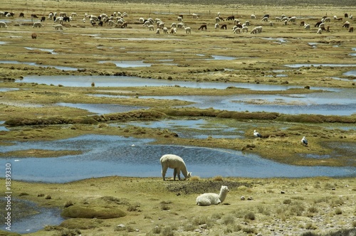 alpacas pastoral photo