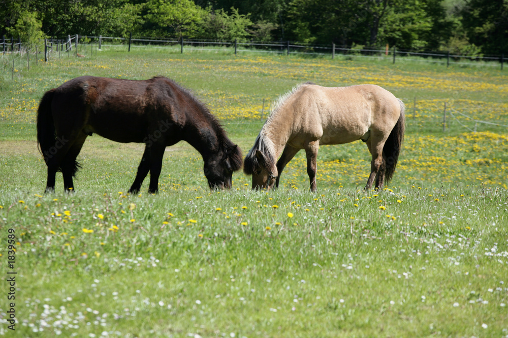 danish horses