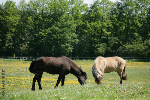 danish horses