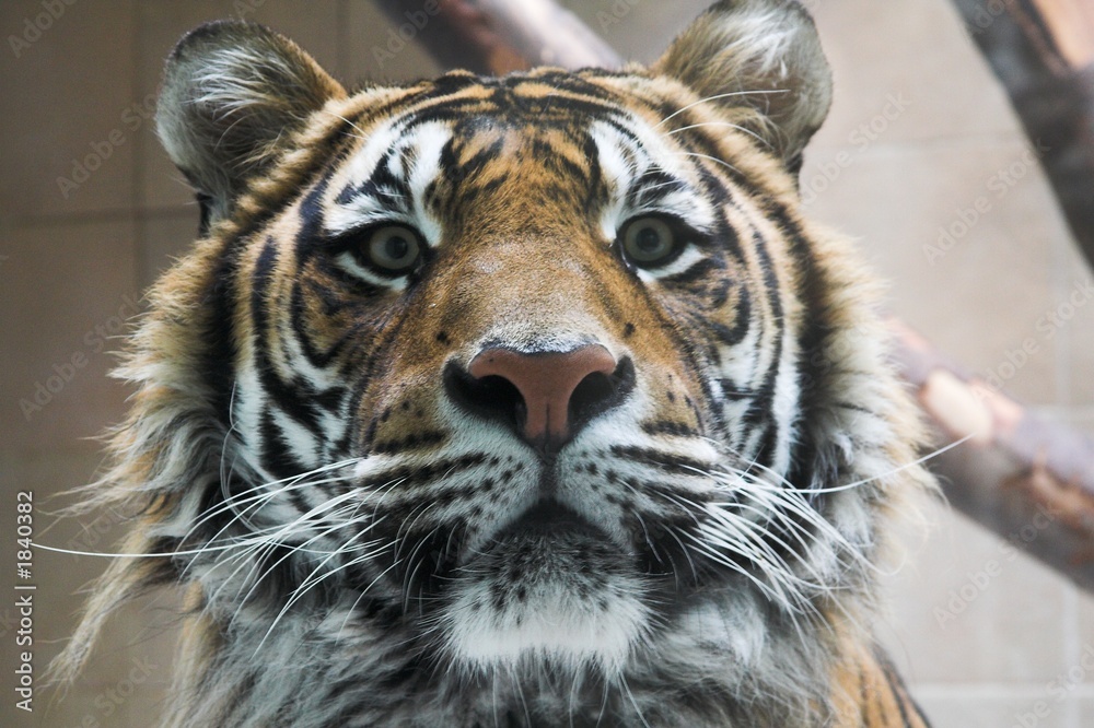 Fototapeta premium tiger 2