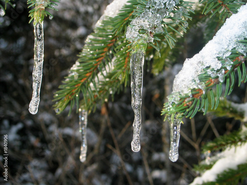 icicles on fir tree photo