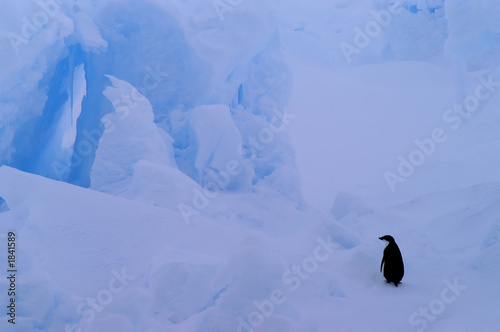 penguin on blue iceberg
