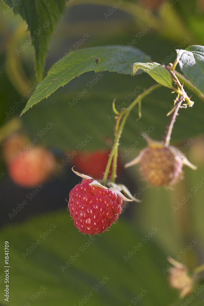 raspberry raspberry