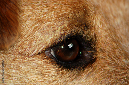 oeil de chien - la vision canince