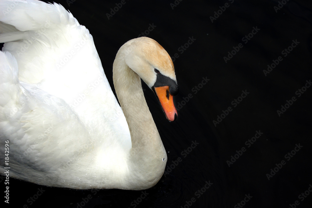 Obraz premium swan
