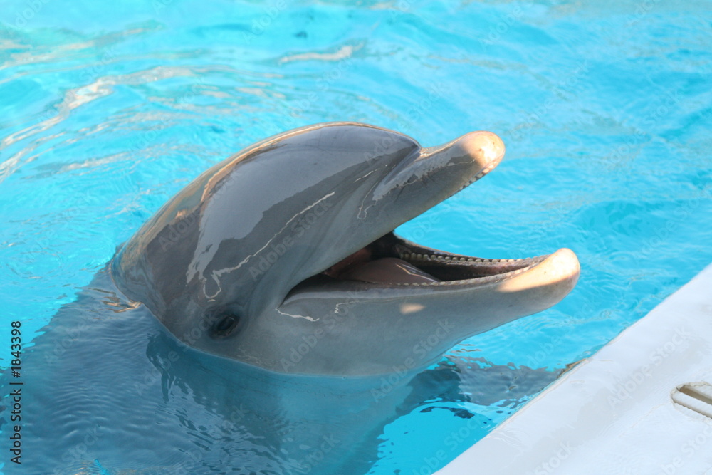 Fototapeta premium dolphin