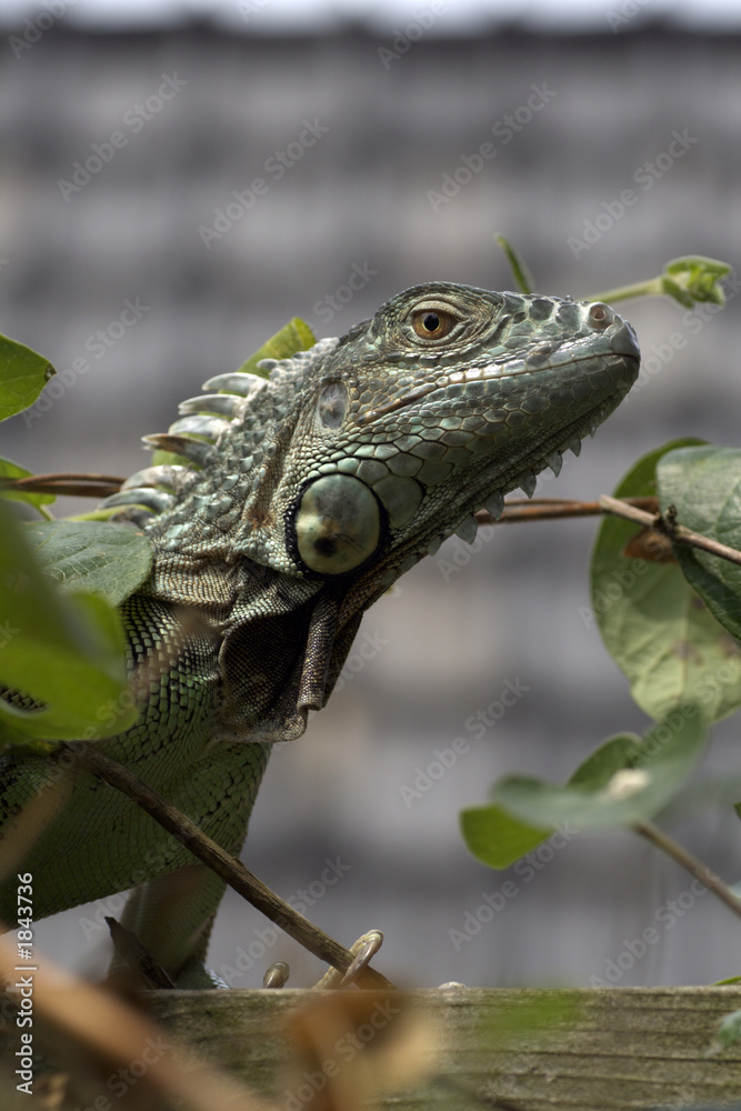 Obraz premium iguana