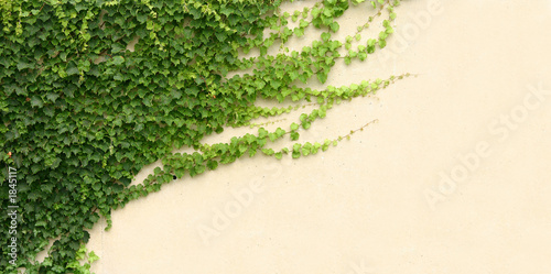 ivy on concrete wall