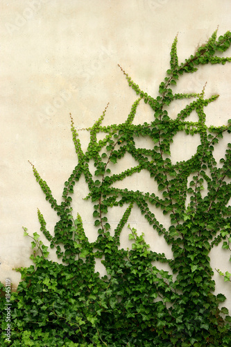 ivy on concrete wall