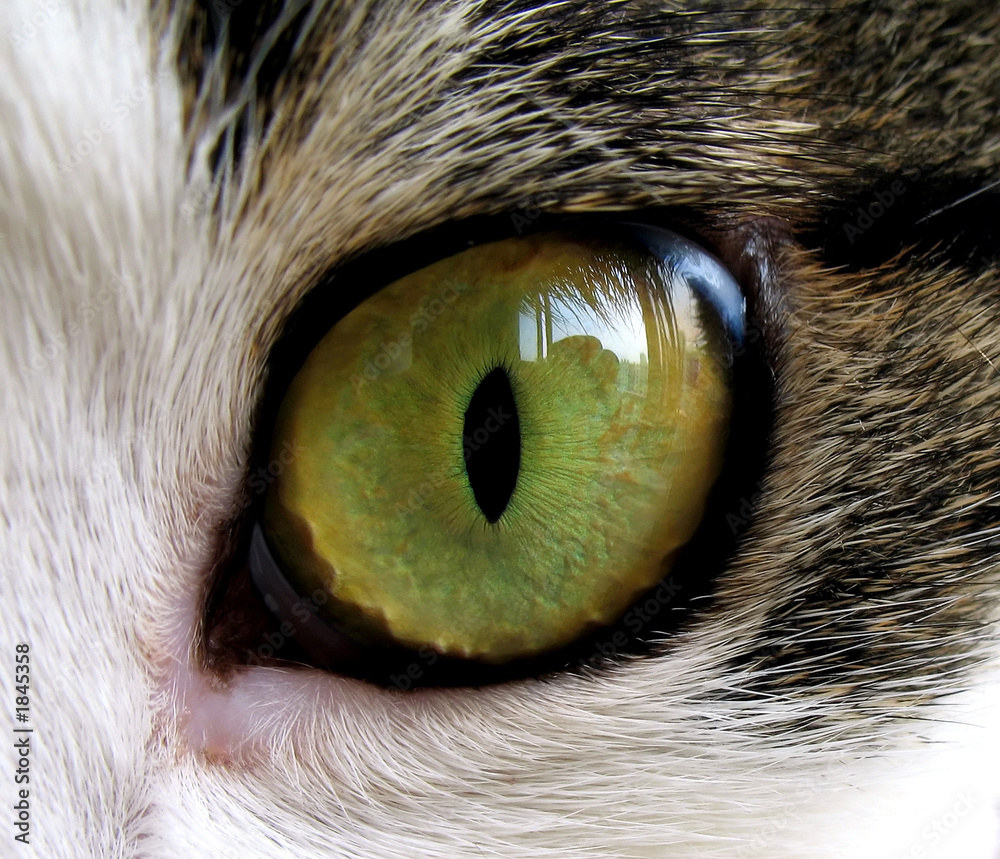 Naklejka premium close-up of cat's eye