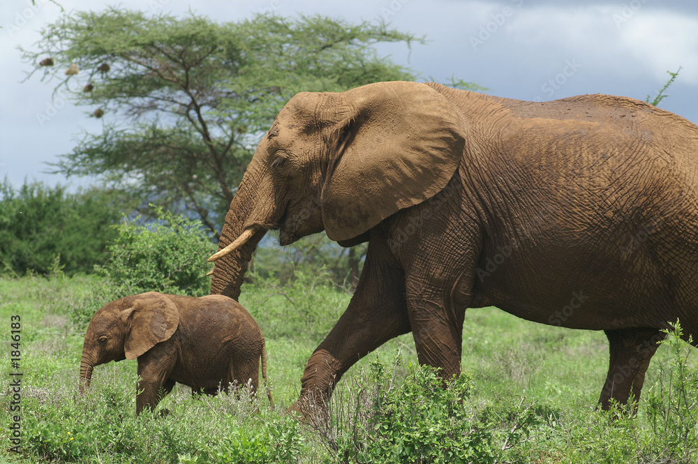 african elephant with calve