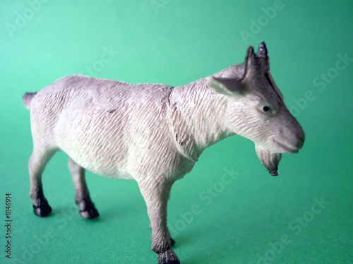 Fototapeta Naklejka Na Ścianę i Meble -  toy goat