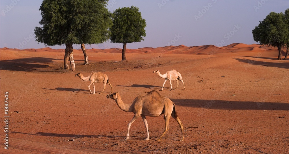 Naklejka premium camels in sweihan area