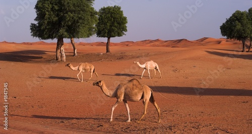 camels in sweihan area