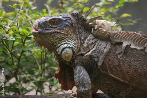 iguane