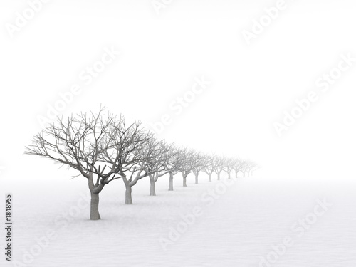 trees in misty haze