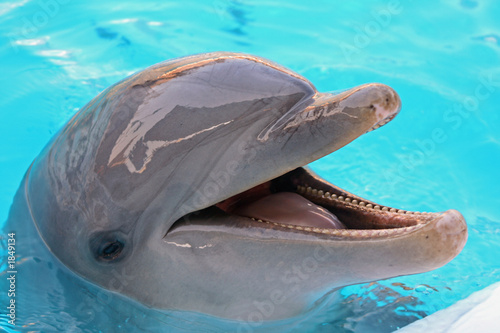 Foto dolphin