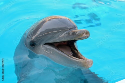 Canvas-taulu dolphin