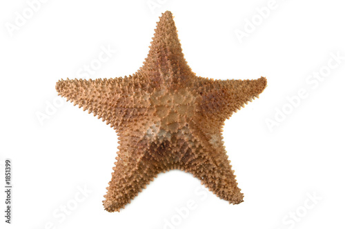 sea starfish