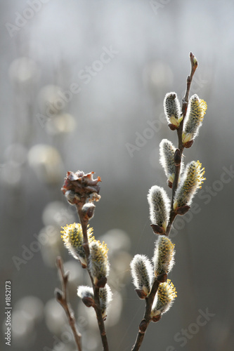 Fotografie salix caprea