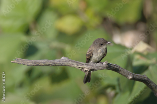 eastern phoebe