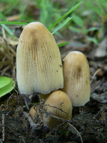 mushrooms