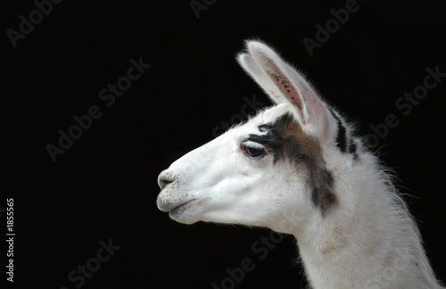 lama