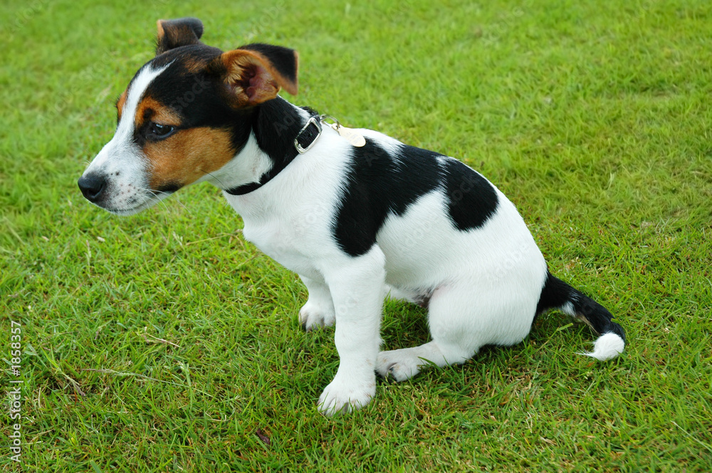 cute puppy sitting in the grass