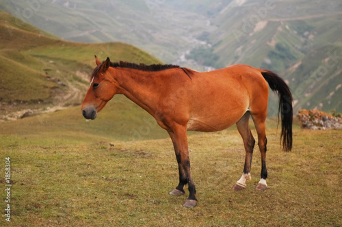 brown horse in the mountains - suvar  azerbaijan