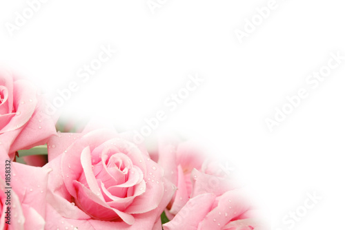 roses with water drops - use copyspace for your t