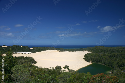 dune in the rain forest