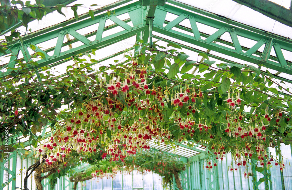 hanging fuschias hanging fuschias