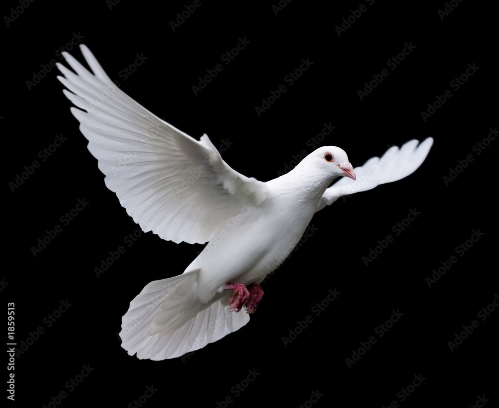 Obraz premium biała gołębica w locie 7