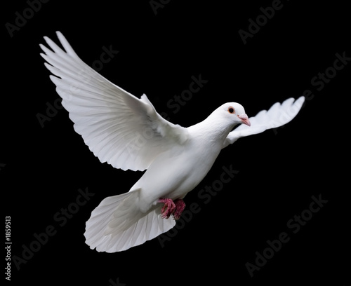 Photographie white dove in flight 7