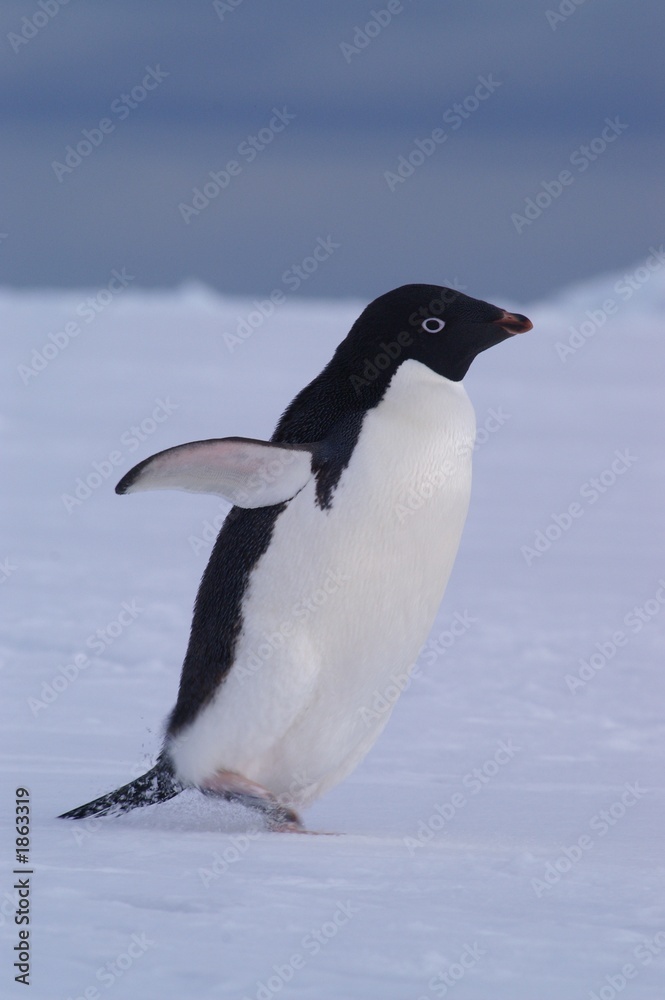 Fototapeta premium adelie penguin