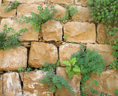 plants on the wall