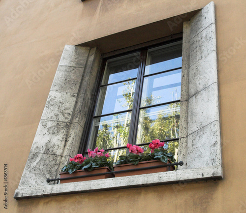flowers on the window-sill