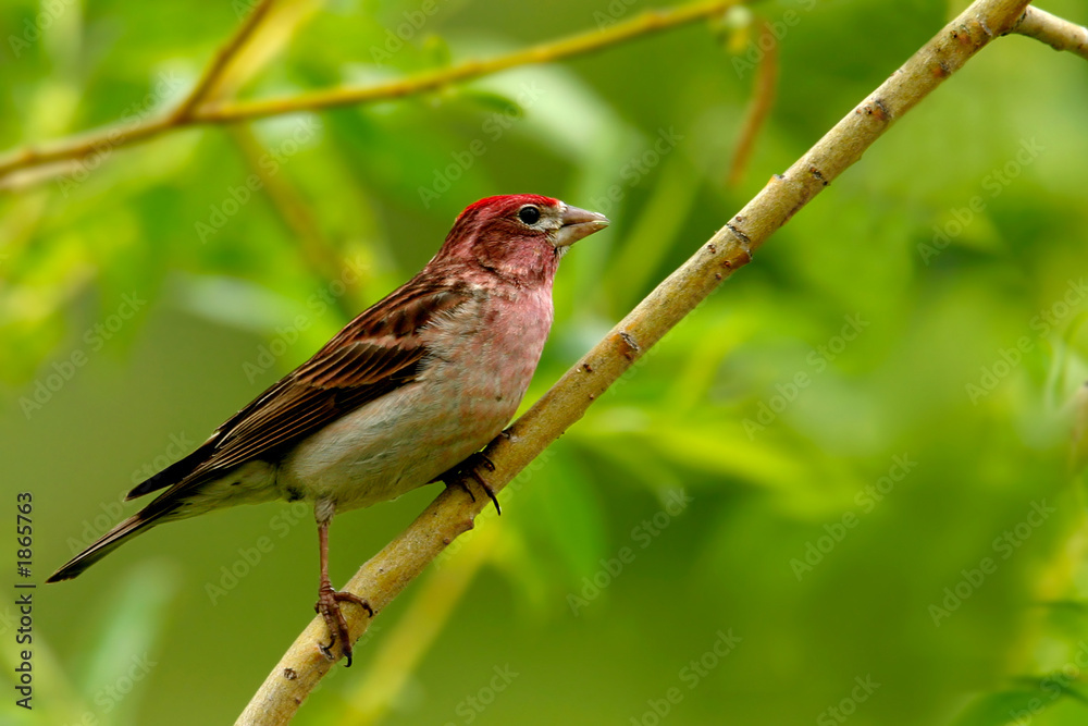 purple finch purple finch