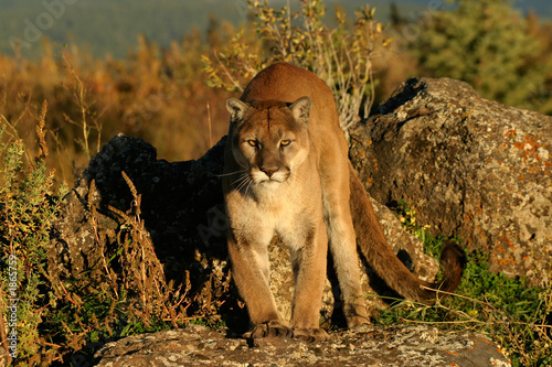 mountain dweller