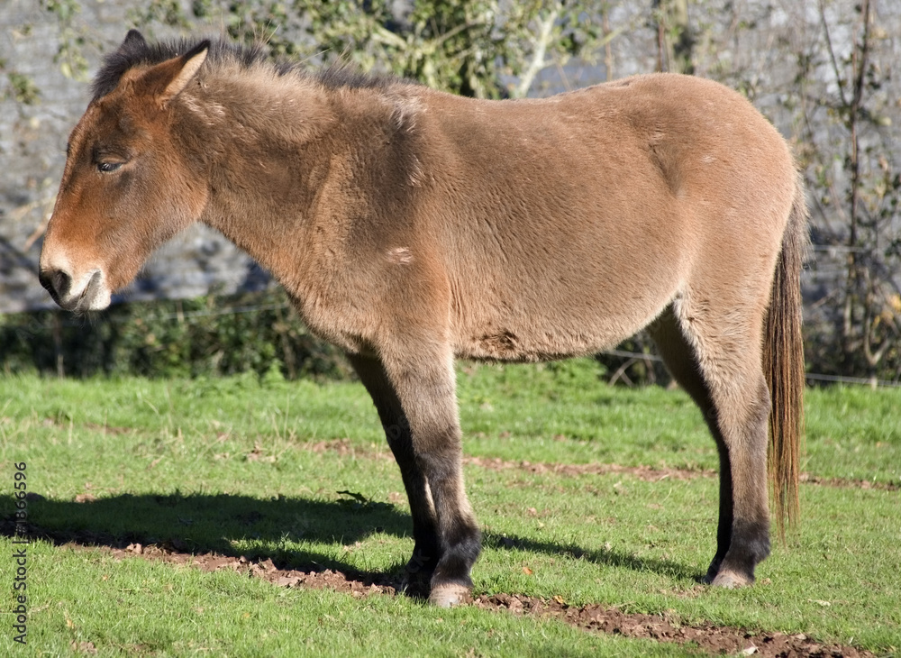 Obraz premium donkey clovelly village devon